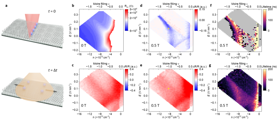 Figure from Propagating Collective Spin-valley Modes in Twisted WSe2
